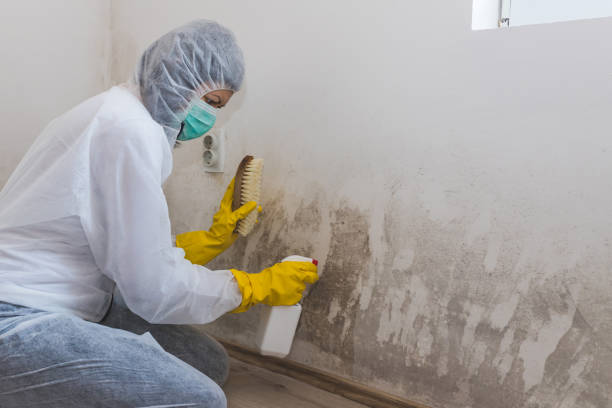 Best White Mold Remediation in Maple Grove, MN