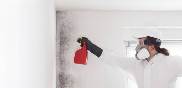 Best Black Mold Remediation in Maple Grove, MN