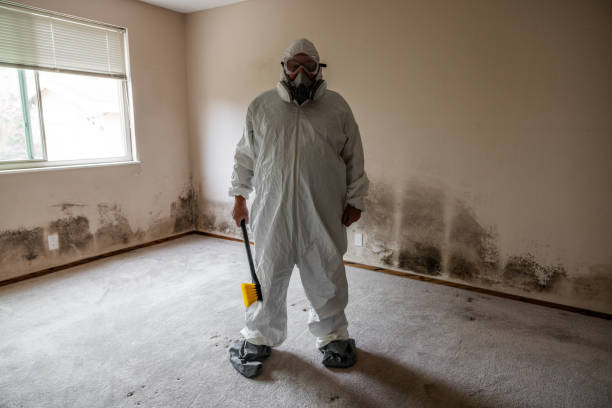 Best HVAC Mold Remediation in Maple Grove, MN