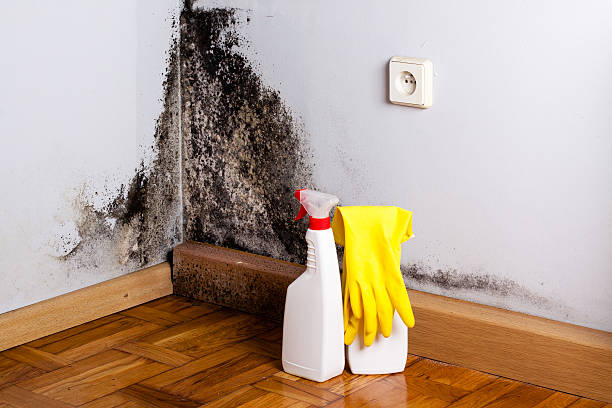 Best Insurance-Related Mold Remediation in Maple Grove, MN
