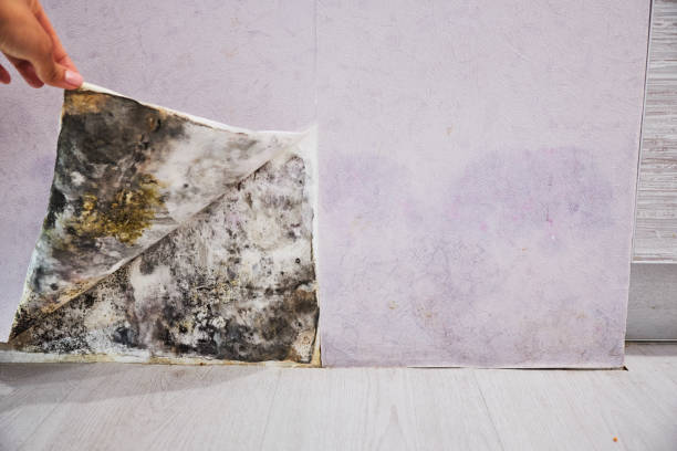 Best Basement Mold Remediation in Maple Grove, MN